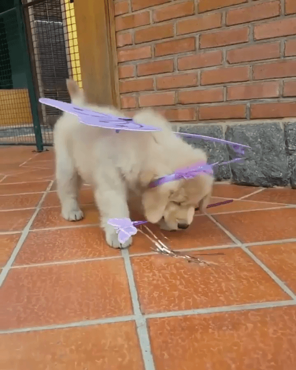 Puppy with a fairy costume